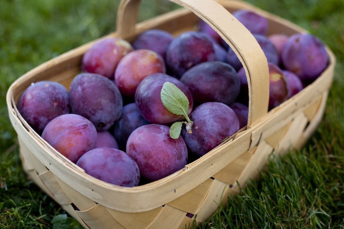 Spożywanie śliwek pomaga odmłodzić skórę twarzy